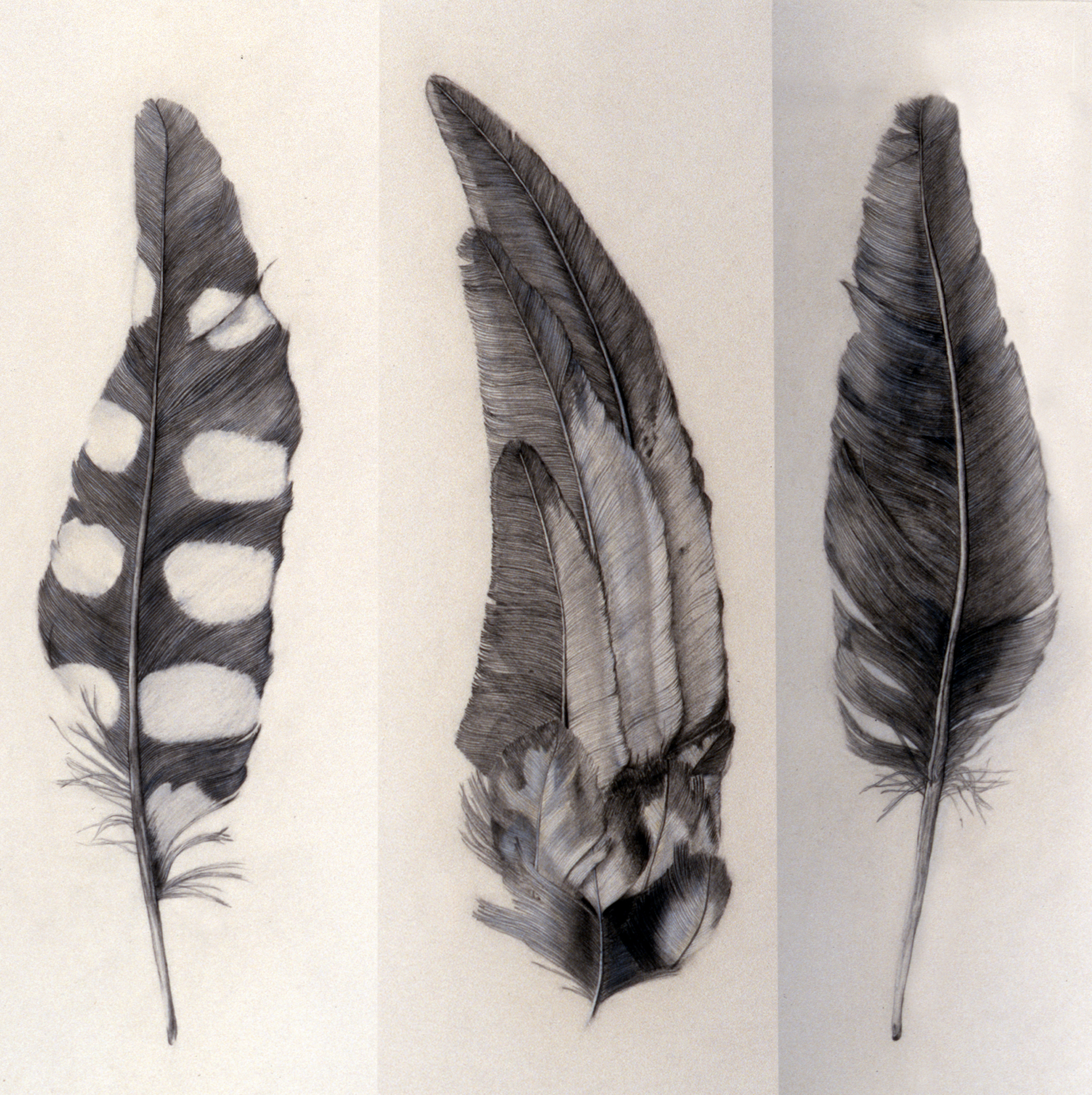 feathers-and-wings
